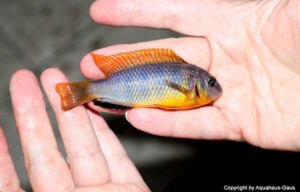 Tropheops sp. 'aurora' Higga Reef